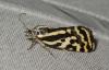 Acontia trabealis